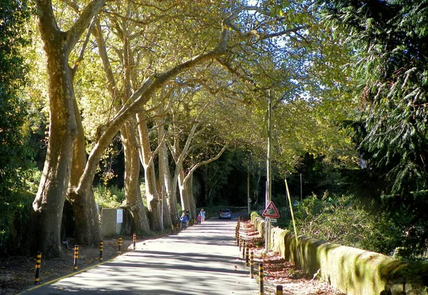 Portugal Sintra Barbosa Bocage Straße Mit Alten Bäumen — Stockfoto