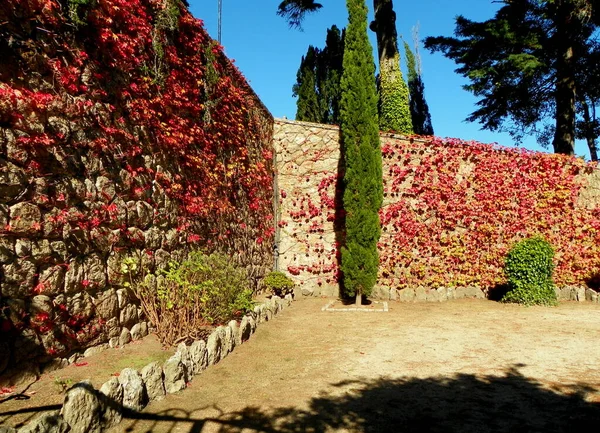 Portugalia Sintra Barbosa Bocage Kamienny Ogrodzenie Pokryte Bluszczem — Zdjęcie stockowe