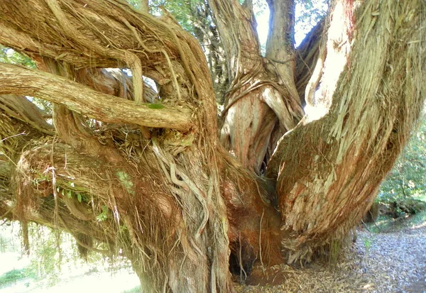 Portugalsko Sintra Park Palác Monserrate Starý Pokroucený Strom — Stock fotografie