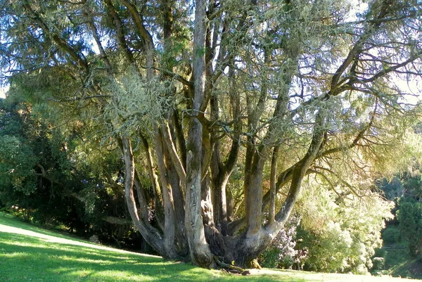 Portugalia Sintra Park Pałac Monserrat Stare Drzewo Gnarled — Zdjęcie stockowe