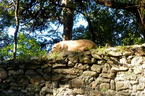 Portugal Sintra Roter Hund Ruht Auf Einer Steinmauer — Stockfoto