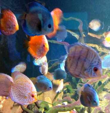 Ukrayna, Lviv, Lviv Oceanarium, Shevchenka Caddesi, 8, okyanus aryumunun içi, okyanus balığının içi