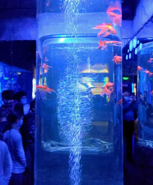 ウクライナ リヴィウ リヴィウ水族館 シェフチェンカ通り 水族館の内部 水族館の海洋魚 — ストック写真