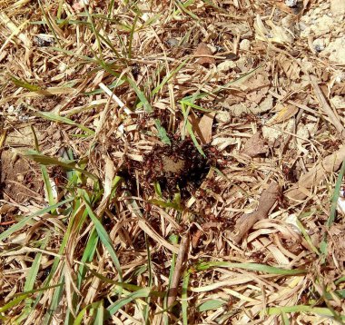 Ukrayna, İvano-Frankivsk bölgesi, güneşli bir yaz gününde karınca yuvası