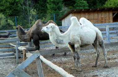 Ukrayna, Transcarpathia, Synevyrska Polyana, Kurtlar Vadisi, siyah beyaz develer