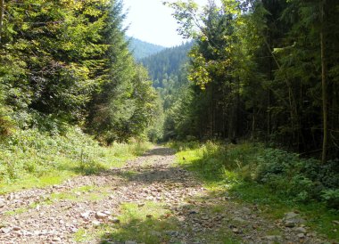 Ukrayna, Transcarpathia, Synevyrska Polyana, yüksek dağ ormanlarındaki yol