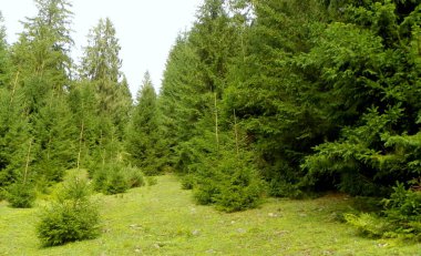 Ukrayna, Transcarpathia, Synevyrska Polyana, genç Noel ağaçlarıyla dolu alp çayırı