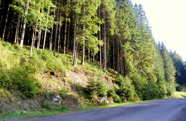 Ucrania Transcarpathia Synevyrska Polyana Carretera Bosque Alta Montaña — Foto de Stock