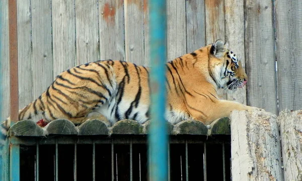 Ukrajina Zakarpatie Synevyrská Polyana Ekopark Údolí Vlků Tygr — Stock fotografie