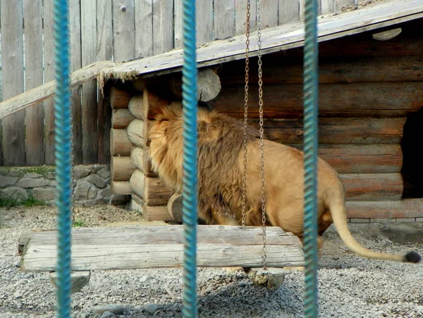 Ukraine Transcarpathie Synevyrska Polyana Écoparc Vallée Des Loups Lion — Photo