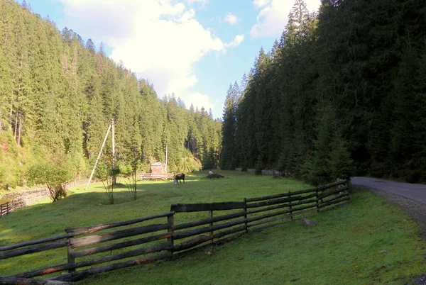 Ucrânia Transcarpathia Synevyrska Polyana Pastagens Alta Montanha Floresta — Fotografia de Stock