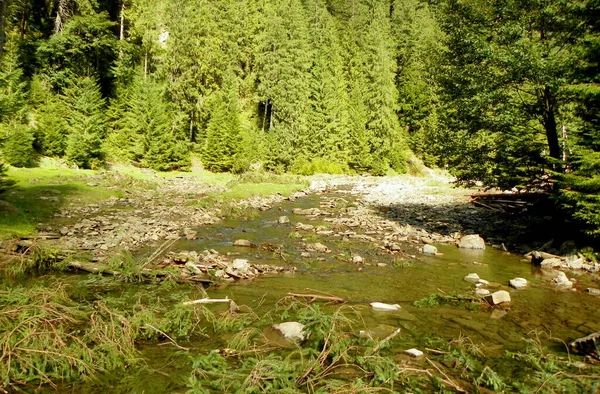 Ουκρανία Transcarpathia Synevyrska Polyana Tereblya Ποταμός Και Ψηλό Ορεινό Δάσος — Φωτογραφία Αρχείου