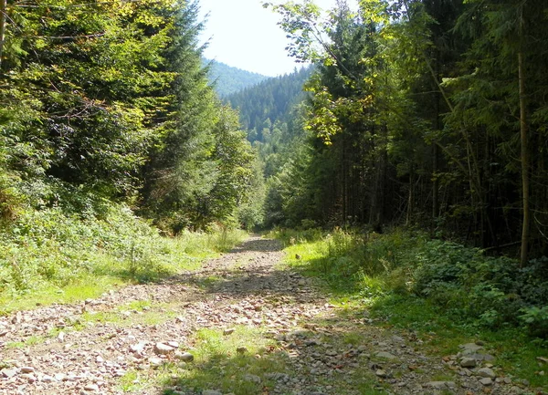 Ucrânia Transcarpathia Synevyrska Polyana Estrada Floresta Alta Montanha — Fotografia de Stock