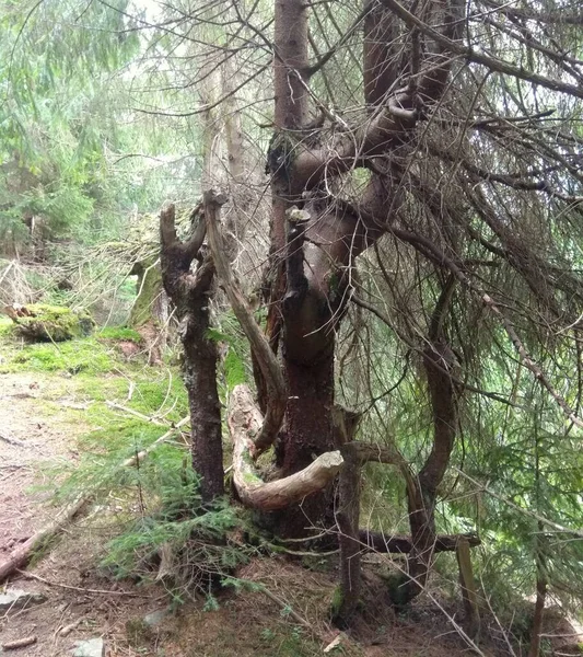 Ukrajina Zakarpatsko Synevyrská Polyana Malebný Ošklivý Suchý Strom — Stock fotografie