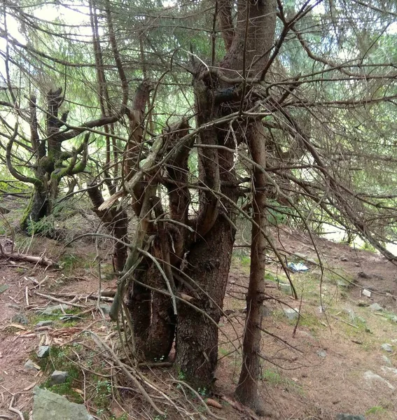 ウクライナ トランスカルパティア Synevyrskaポリアナ 趣のある醜い乾燥した木 — ストック写真
