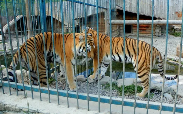 Ukraine Zcarpathia Synevyrska Polyana Ecopark Valley Wolves Tigers Стоковая Картинка