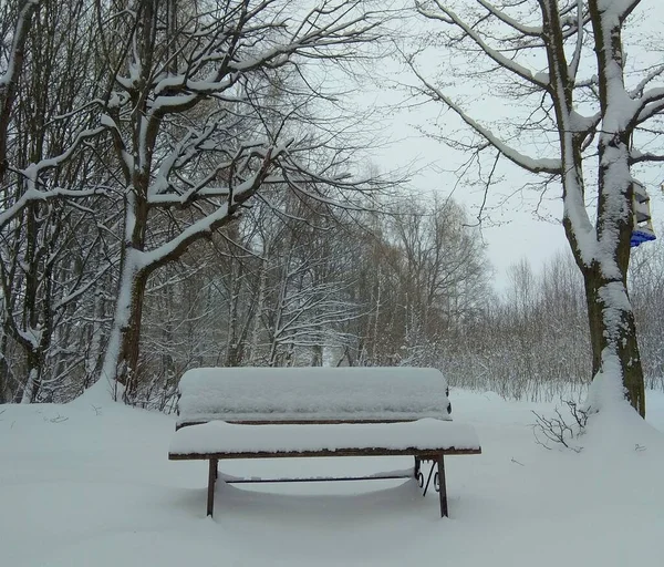 Ukraine Prykarpattia Dolyna Snowy Bench Winter Park — Stock Photo, Image