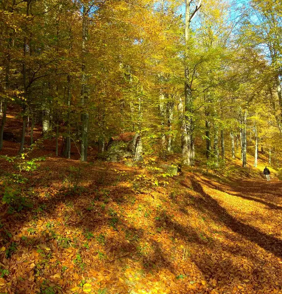 Ukrayna, Prykarpattia, altın sonbaharın zenginliği