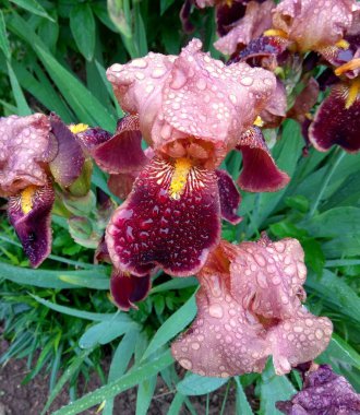 Ukrayna, Karpatlar, Güzel İris Germanica Yağmurdan sonra çiy damlaları