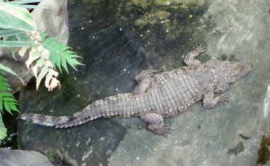 Polonya, Varşova, Ratuszowa 1 / 3, Varşova Zooloji Bahçesi (Varşova Hayvanat Bahçesi), Küba timsahı - Timsah rhombifer