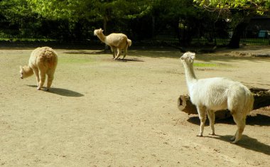 Polonya, Varşova, Ratuszowa 1 / 3, Varşova Zooloji Bahçesi (Varşova Hayvanat Bahçesi), alpaka ailesi