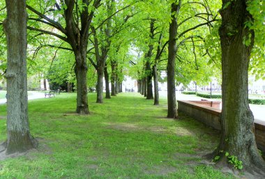 Polonya, Varşova, Rahip Jan Tvardovskyi 'nin Meydanı, parkın doğası.