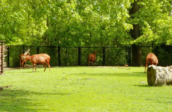 stock image Poland, Warsaw, Ratuszowa 1/3,  Warsaw Zoological Garden (Warsaw Zoo), mountain bongos (antelopes)