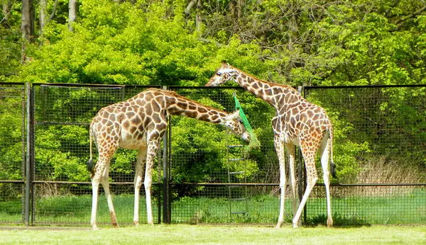 stock image Poland, Warsaw, Ratuszowa 1/3,  Warsaw Zoological Garden (Warsaw Zoo), two giraffes