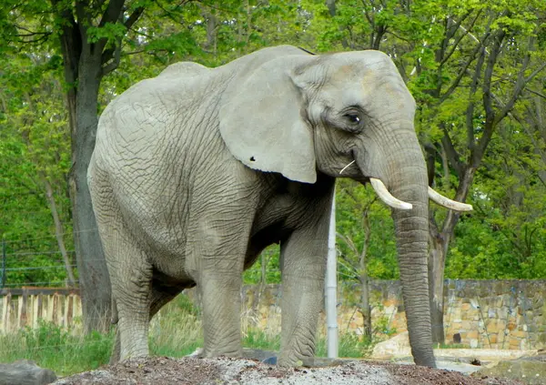 stock image Poland, Warsaw, Ratuszowa 1/3,  Warsaw Zoological Garden (Warsaw Zoo), African elephant on a walk