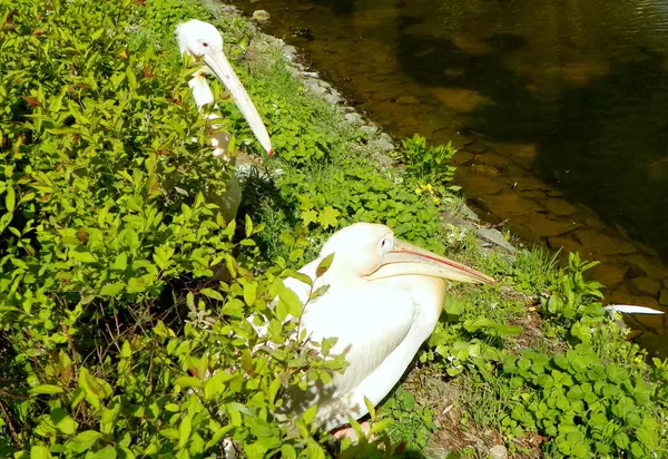 stock image Poland, Warsaw, Ratuszowa 1/3,  Warsaw Zoological Garden (Warsaw Zoo), pair of pink pelicans in ambush