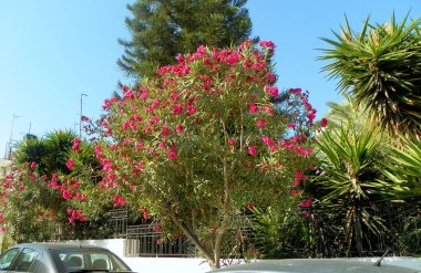 Yunanistan, Girit, Heraklion, gül çalıları ve şehrin merkezinde doğa