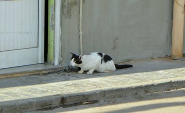 Yunanistan, Girit, Heraklion, sokak kedisi avlanıyor