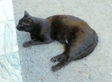 Yunanistan, Girit, Heraklion, PI. Kornarou, dinlenen kara kedi.