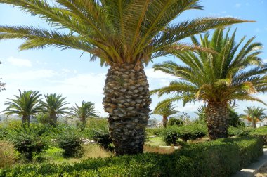 Yunanistan, Girit, Heraklion, Nikos Kazantzakis ve Manos Hatzidakis Parkı, palmiye ağacı meydanı ve çalılar