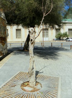 Yunanistan, Girit, Heraklion, Samouil Chaouz, şehrin merkezinde yalnız ve kuru bir ağaç.
