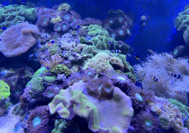 Ukrayna, Lviv, Lviv Oceanarium, Shevchenka Caddesi, 8, okyanus aryumunun içi, okyanus balığının içi