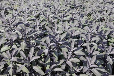  Adaçayı tarlası, yaprakların yakın çekimi, gri renkler.