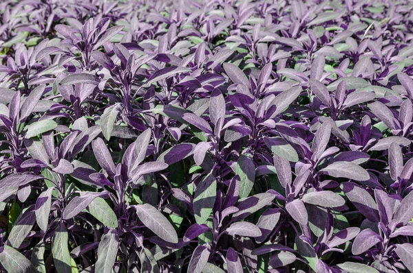 sage plantation, close-up of violet leaves