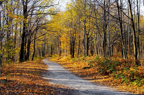 stock image autumn forest with a path in the middle, beautiful colors, yellow leaves