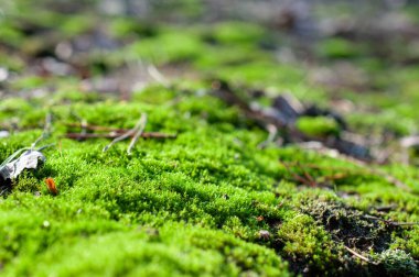 green moss cushions in the forest, close-up