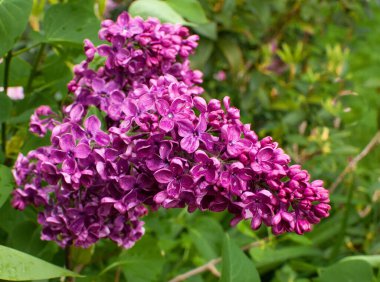 Botanik bahçesinde leylak çalısı