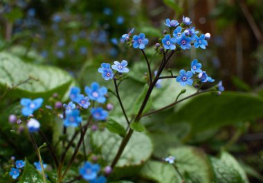Sibirya böceği parlatıcısı (Brunnera makrophylla), çiçeğin başını kapat