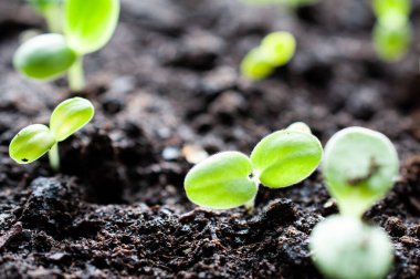 Pencere pervazında bir grup çiçek fidanı. Ev bitkileri.