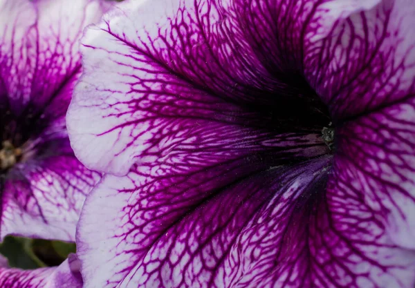 Close Petunia Flower — Stock Photo, Image