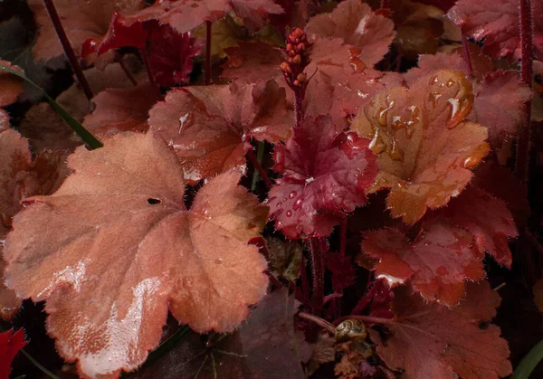 Heuchera or coral bells leaves wet with raindrops in the perennial garden