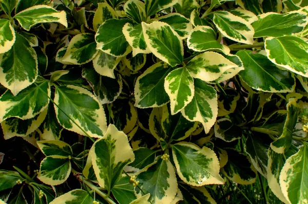 Eunonymus Fortunei Variegata Leaves — Stock Photo, Image