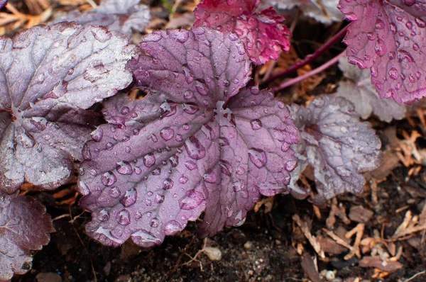 紫叶雨滴 — 图库照片