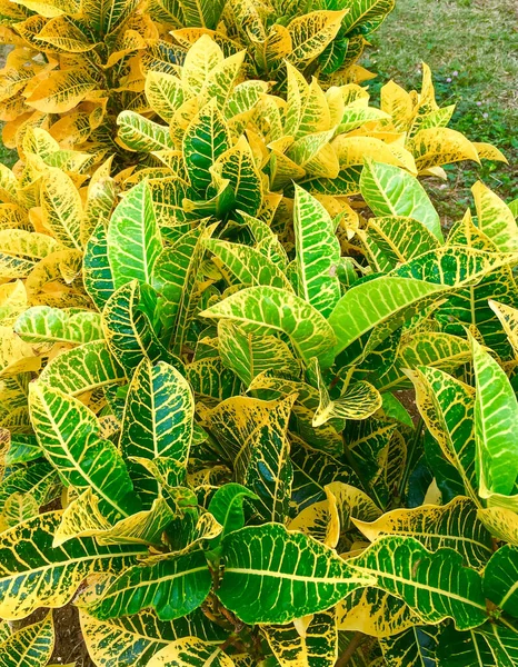 炫彩花纹斑斓的黄色和绿色巴豆叶 种植在花园里和作为室内盆栽植物因其艳丽的叶子 — 图库照片