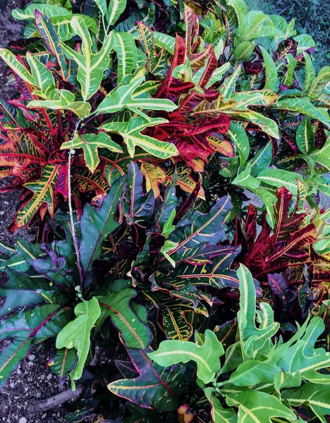 Rode Gele Groene Bladeren Van Een Tuin Croton Plant — Stockfoto