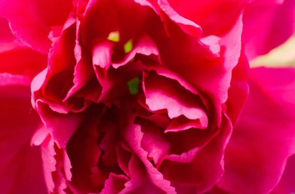 Pink Rose Close Macro Photo — Stock Photo, Image